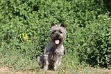 CAIRN TERRIER 004